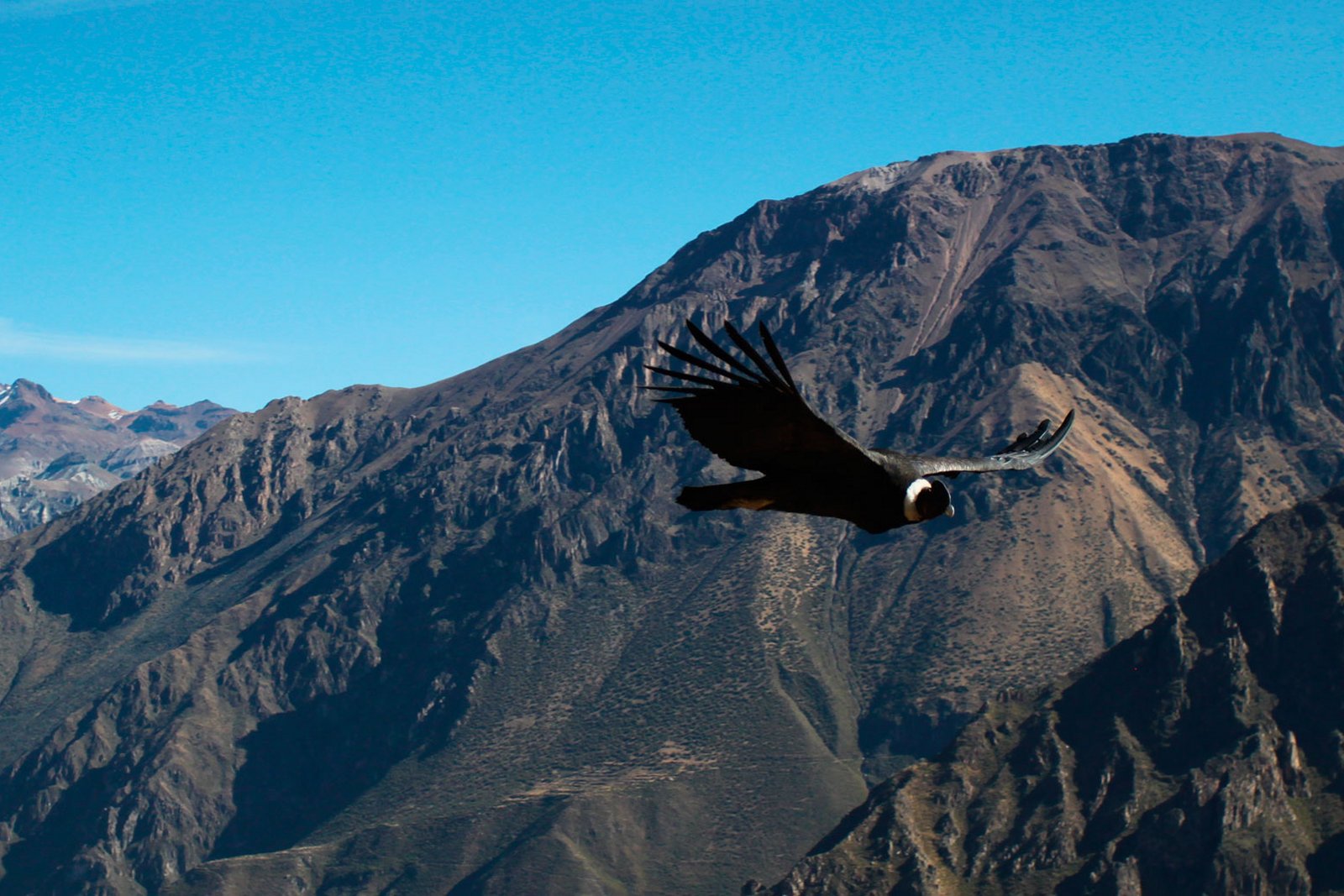 vuelo de condores 1 dia big mountain expeditions